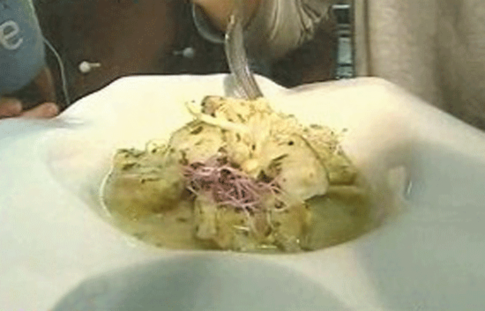 España Directo - Alcachofas en salsa verde - RTVE Cocina | Ver