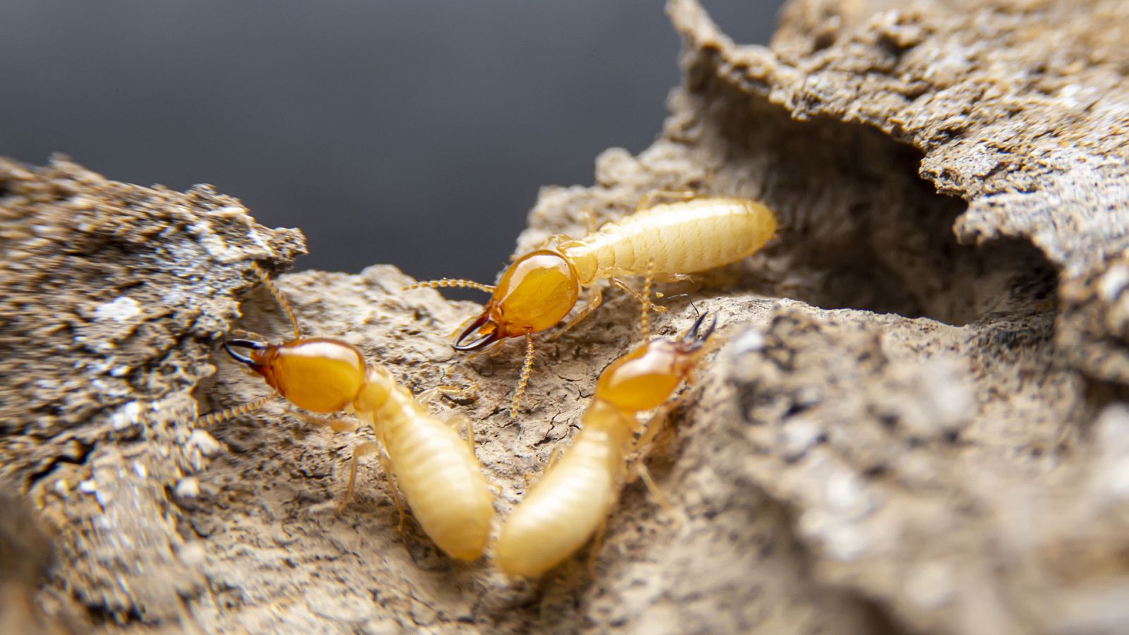 Para todos La2 - 25/02/23 - ver ahora