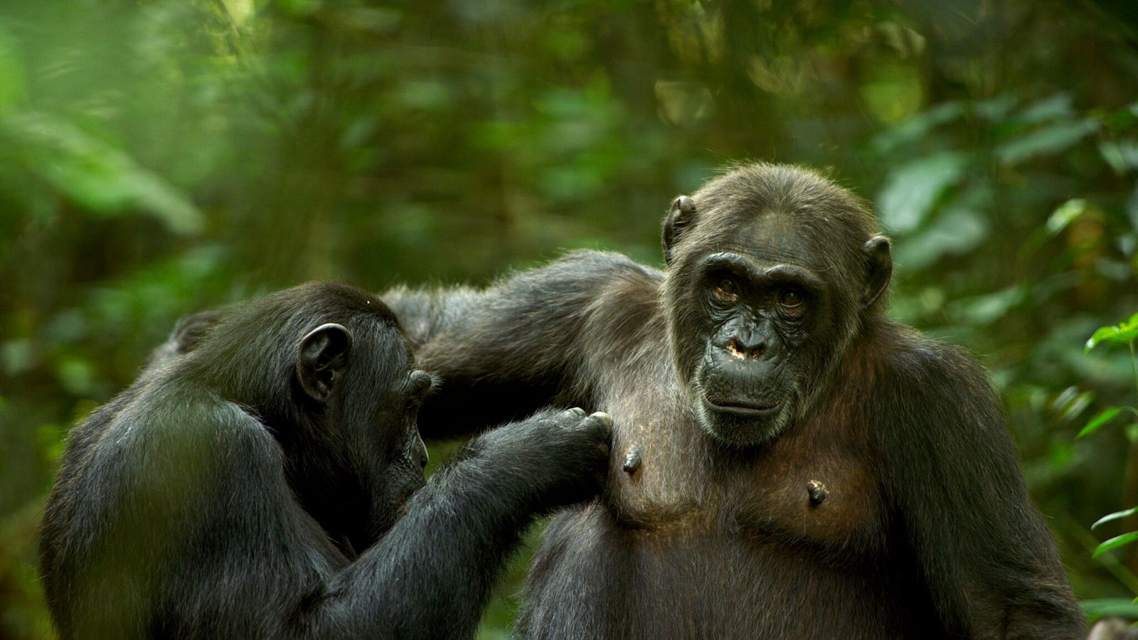 El juego del amor - Episodio 3: En medio de la selva - Ver ahora