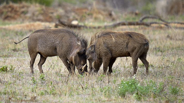 Somos Documentales - Los tres facoceritos