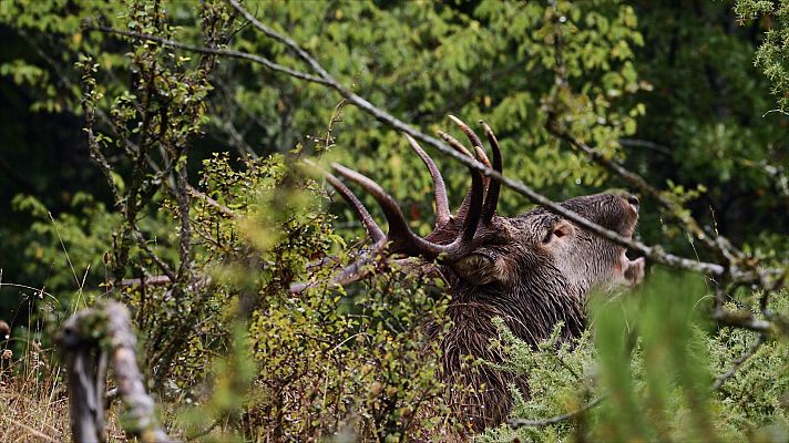 Somos Documentales - El príncipe del bosque