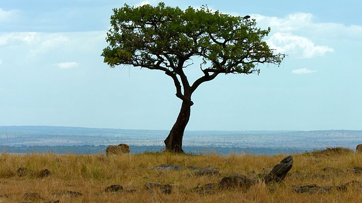 Somos Documentales - Miedo en la sabana