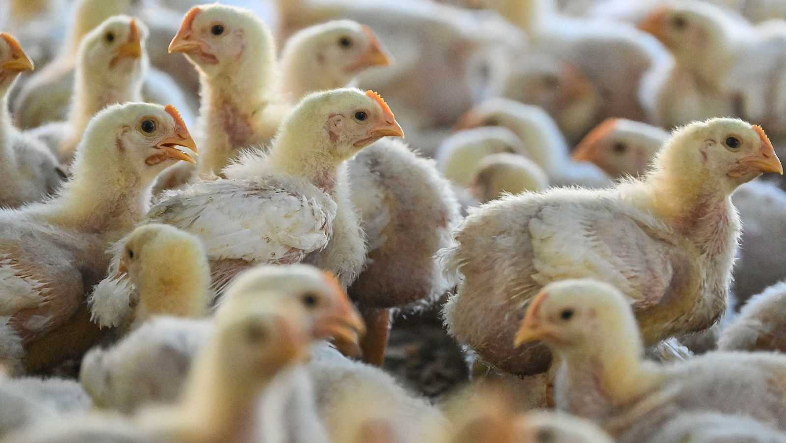 Dentro de uno de los laboratorios que vigilan al virus de la gripe aviar | Ver