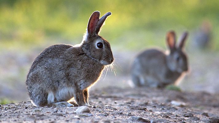 Somos Documentales - Hispania, tierra de conejos