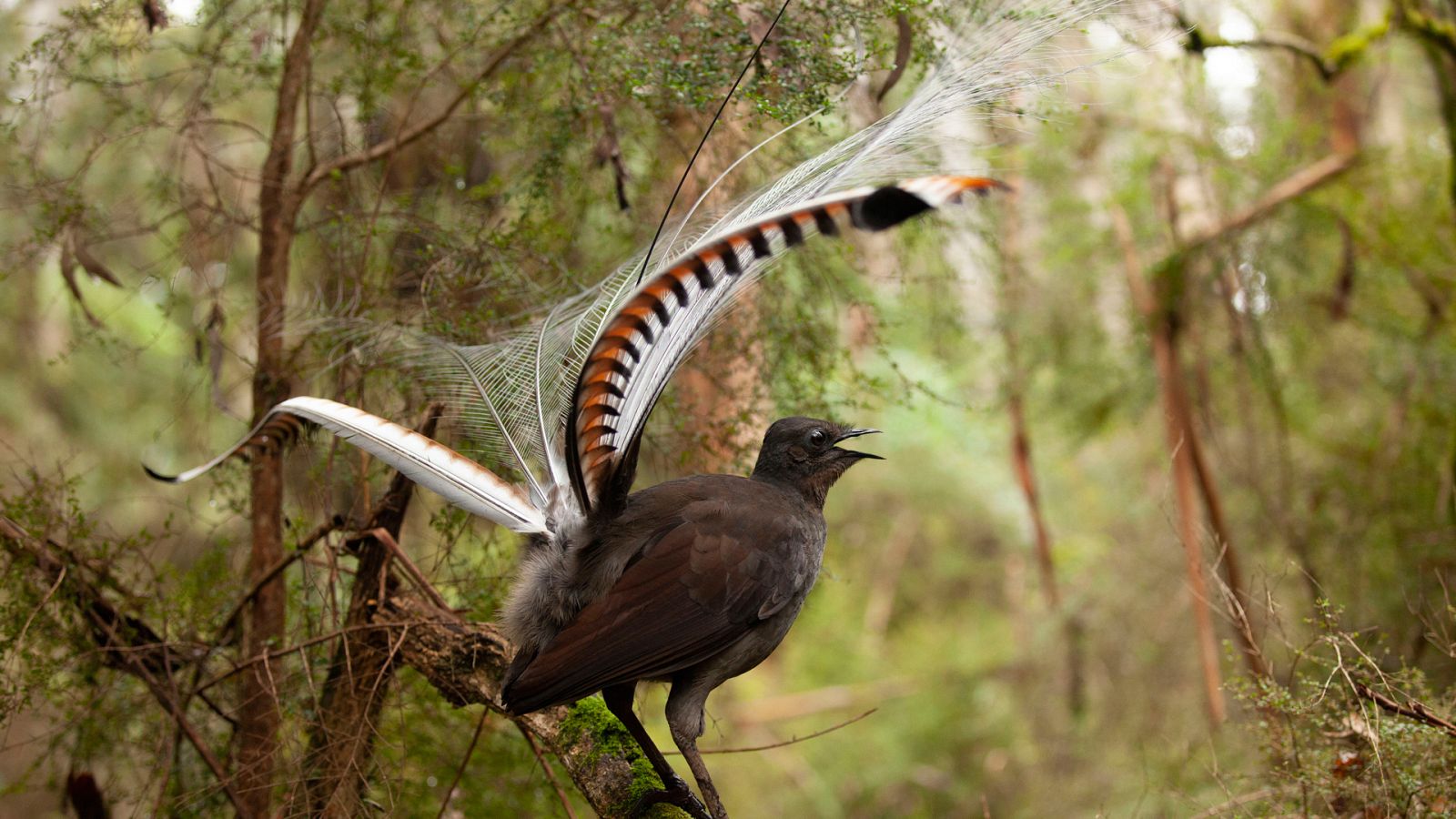 Somos documentales - Maravillas sonoras con David Attenborough - Ver ahora