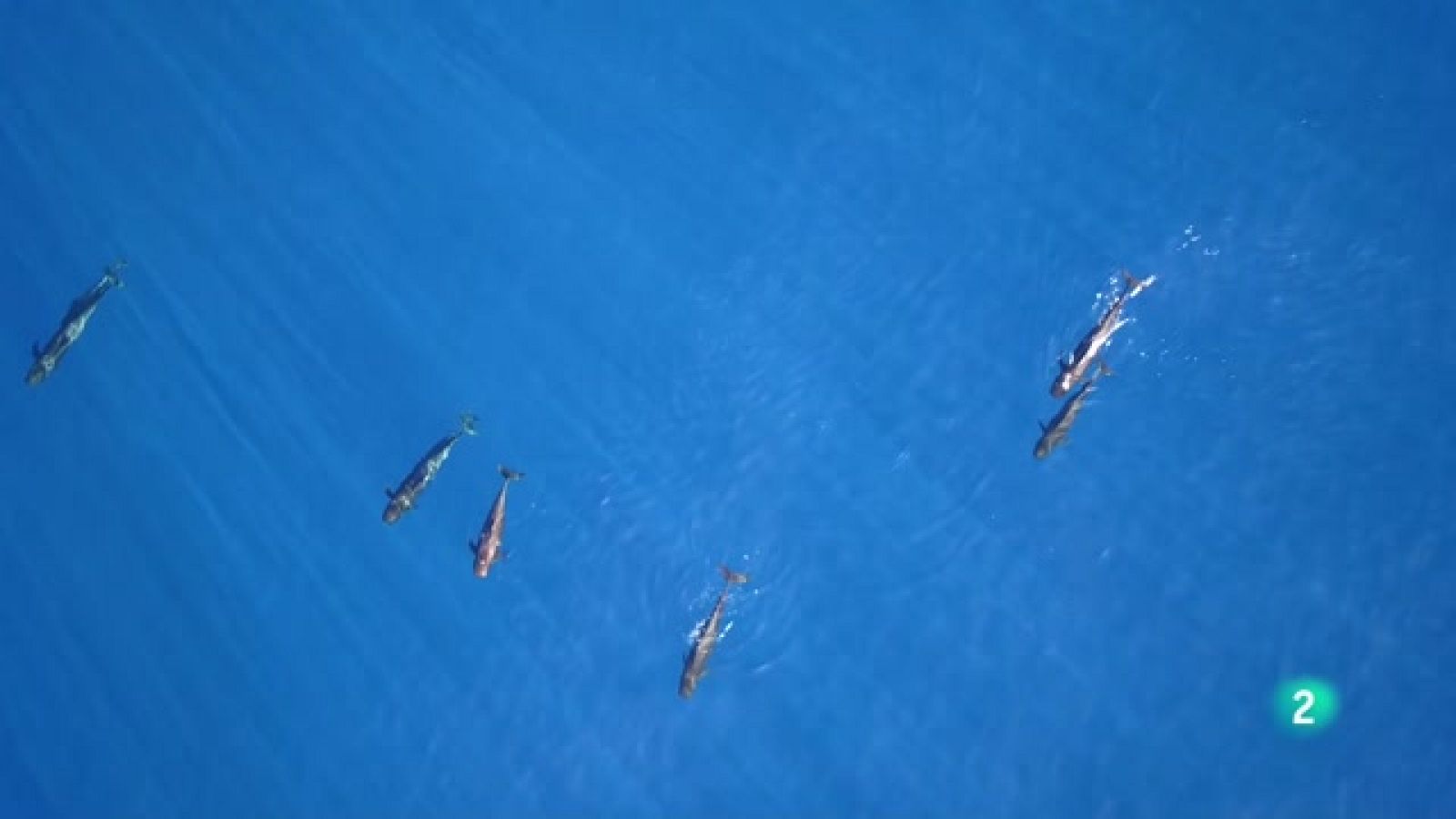 Telecanarias 2 - 06/03/2023