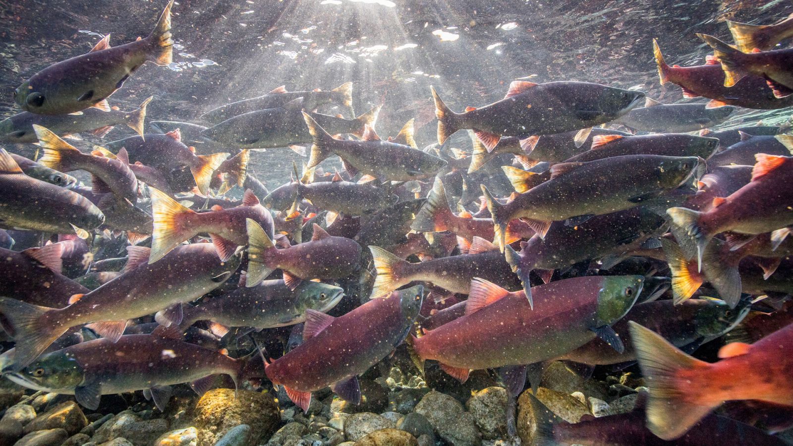 El juego del amor - Episodio 4: Bajo el agua, el tiempo es oro - Ver ahora