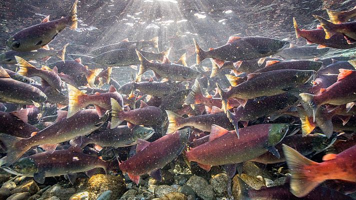 El juego del amor - Bajo el agua, el tiempo es oro
