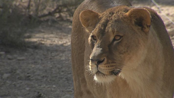 L'informatiu - Comunitat Valenciana - Primadomus de Villena: el nuevo hogar para cientos de primates y grandes felinos intervenidos