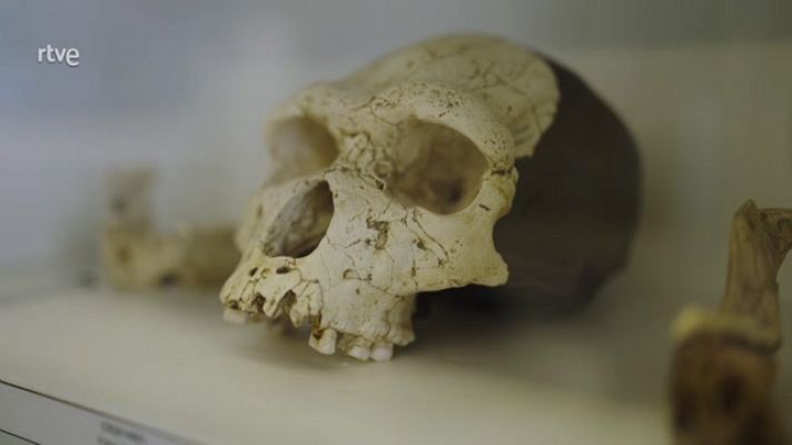 La aventura del Saber - Centro Nacional Investigación sobre la Evolución Humana