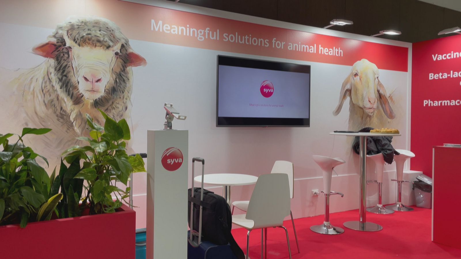 10º Congreso Internacional de Ovejas - Ver ahora