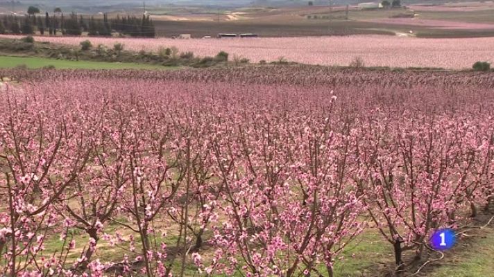 Telediario Fin de Semana - Los campos de Aitona, en Lleida, atracción turística