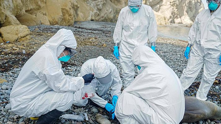 Telediario Fin de Semana - La gripe aviar continúa cebándose con el litoral peruano