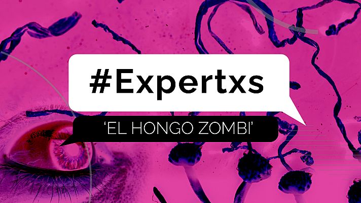 Modo Digital - 'The last of Us': ¿Qué es el 'cordyceps'?¿Podría provocar un hongo una nueva pandemia?