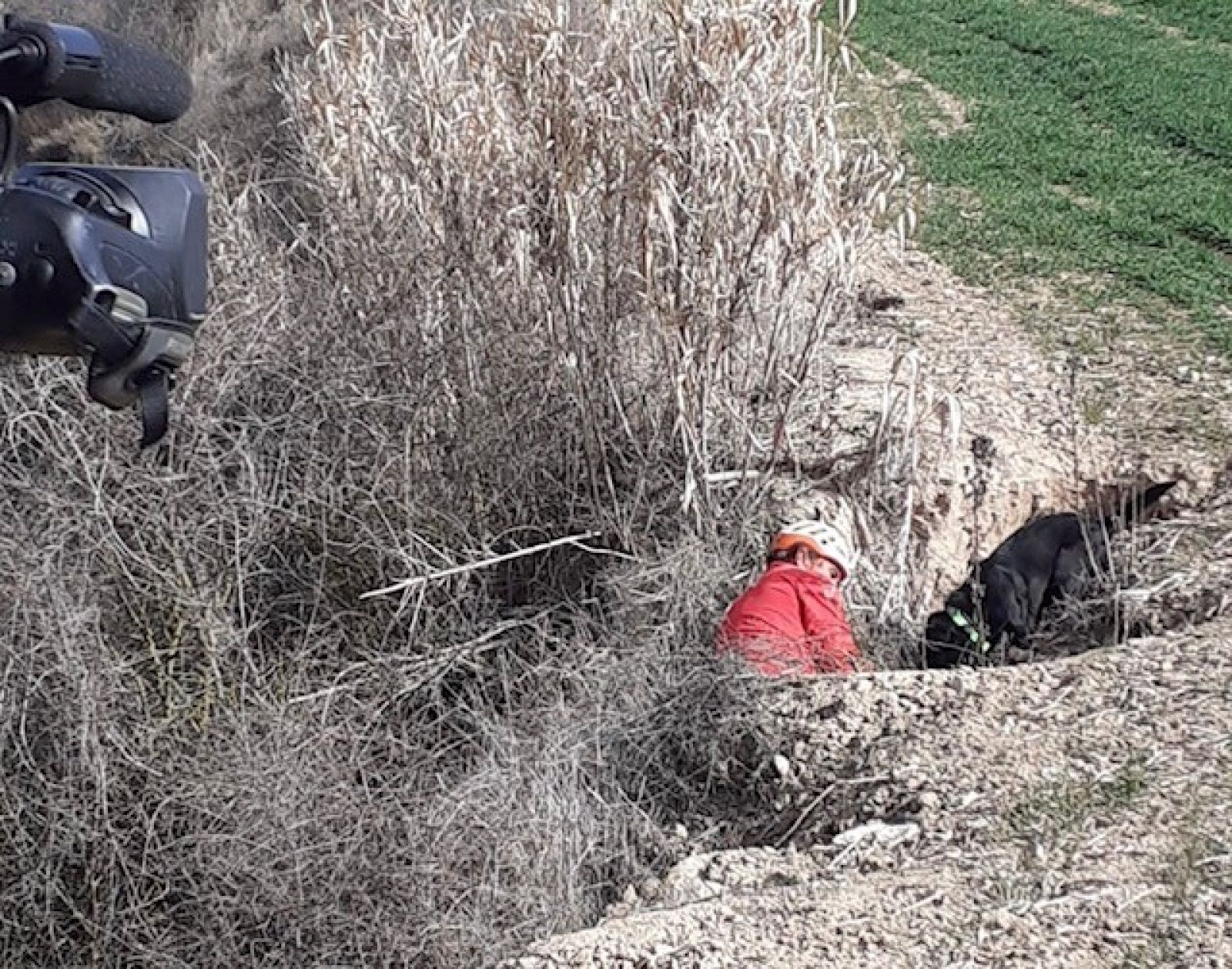 Perros adiestrados en la búsqueda de personas