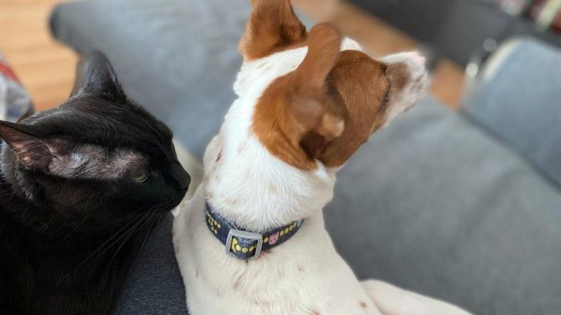 Bulos sobre la ley de bienestar animal: penas de cárcel y zoofilia | Ver