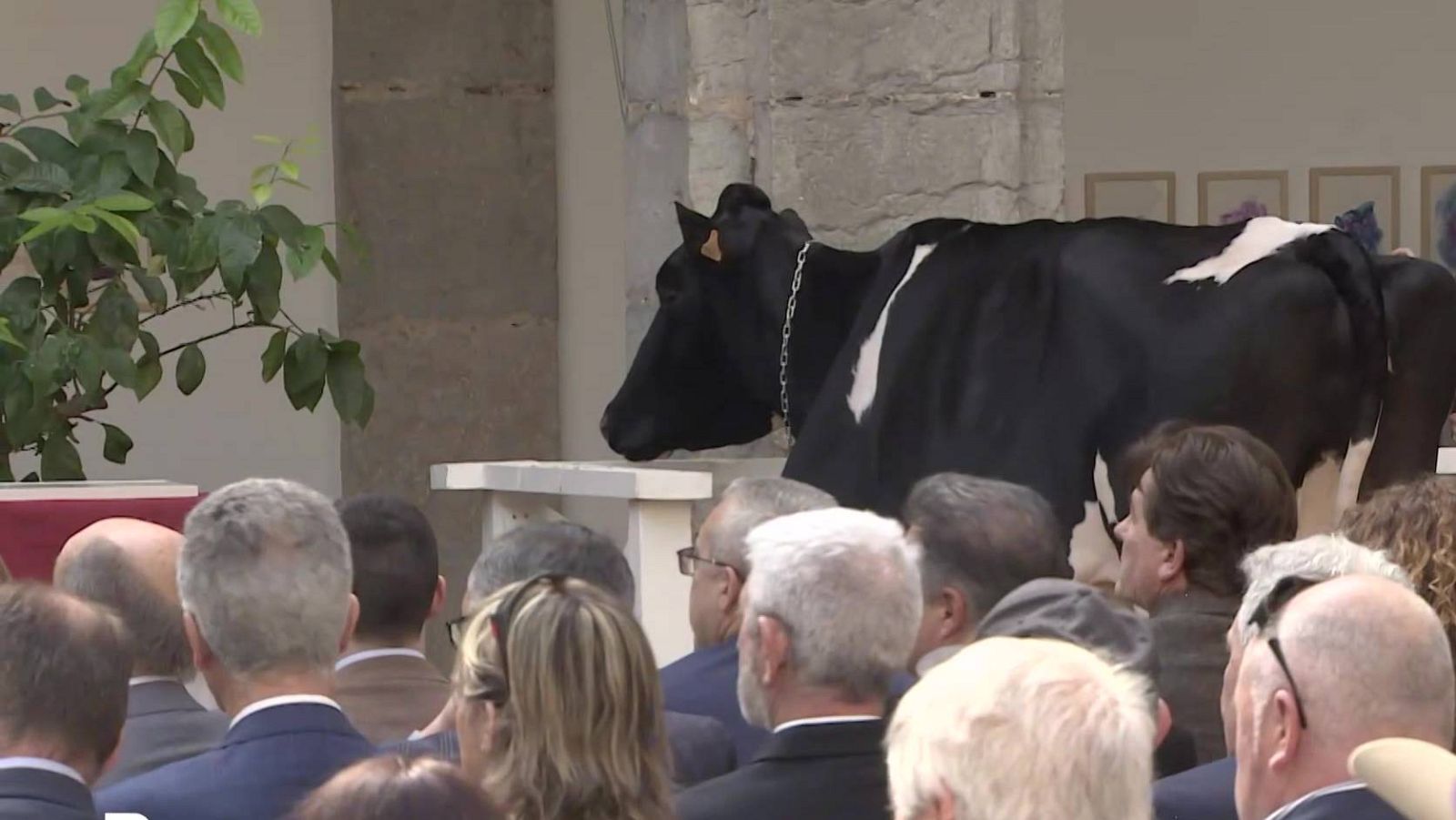 La vaca Ariel en el parlamento de Cantabria