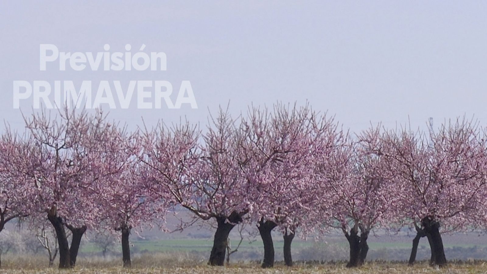 La primavera que viene - Ver ahora
