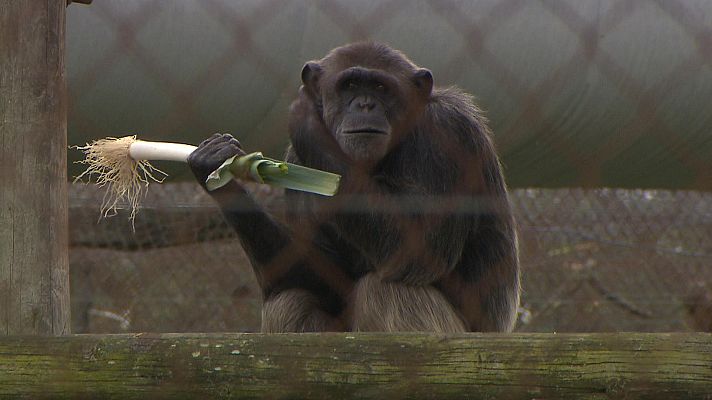 El escarabajo verde - El escarabajo verde - ¡Qué monos!