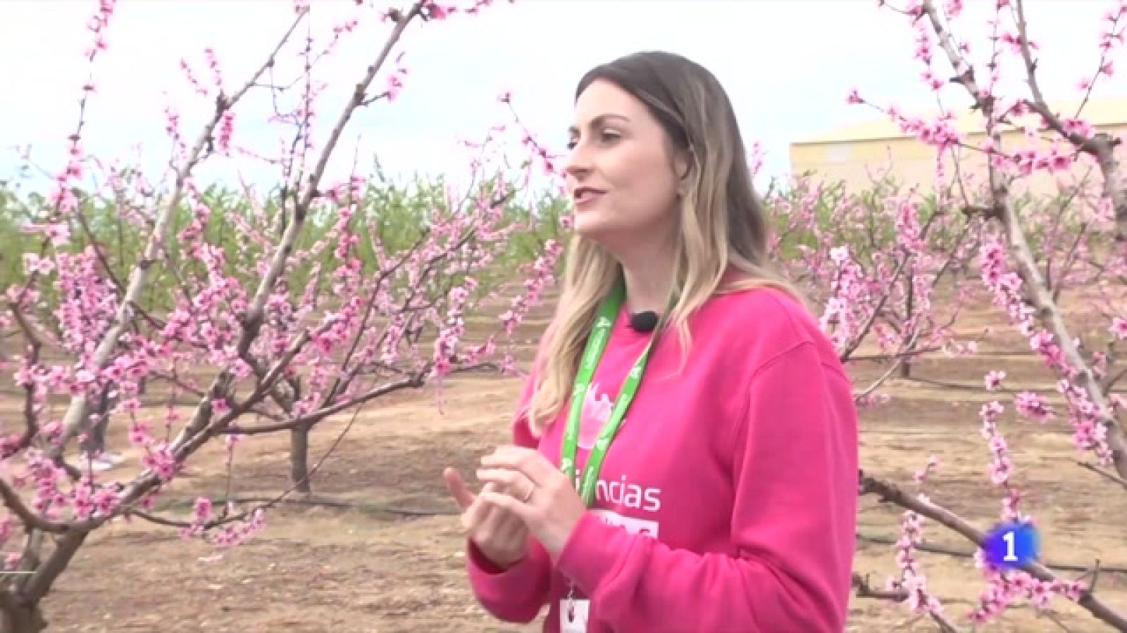 Cieza, en Murcia, se tiñe con las flores rosa y fucsia de sus frutales -Ver ahora