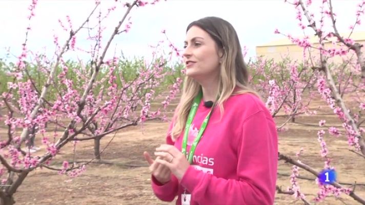 Telediario Fin de Semana - Cieza, en Murcia, se tiñe con las flores rosa y fucsia de sus frutales
