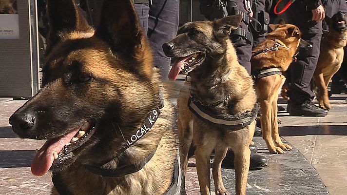 Noticias Andalucía - Curso para perros de detección