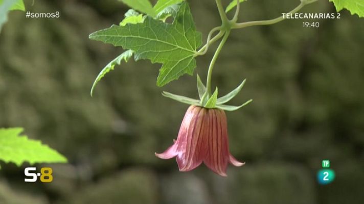 Somos 8 - Somos 8 - 20/03/2023