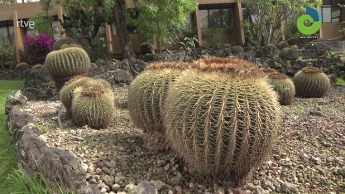 La aventura del Saber - Noticiero Científico y Cultural Iberoamericano