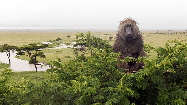 Serengueti - Intriga