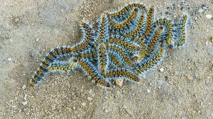 Telediario 1 - La llegada de la primavera favorece la aparición de orugas procesionarias