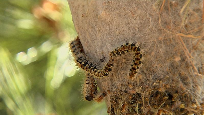 Amb la primavera tornen algunes plagues, com la processionària