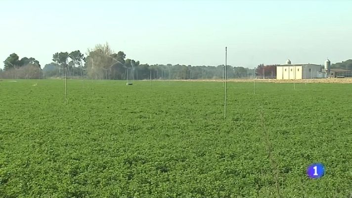 L'Informatiu - Com viu el camp la situació de sequera? Les collites perillen