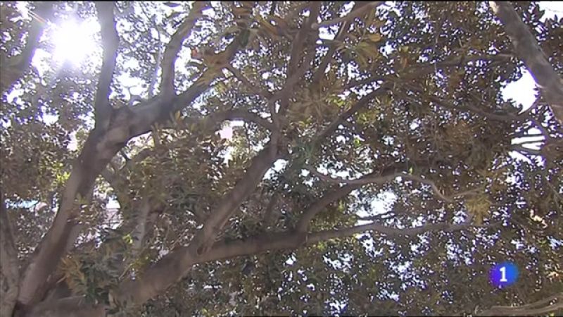 L'Informatiu de la Comunitat Valenciana 1 - 24/03/23 ver ahora