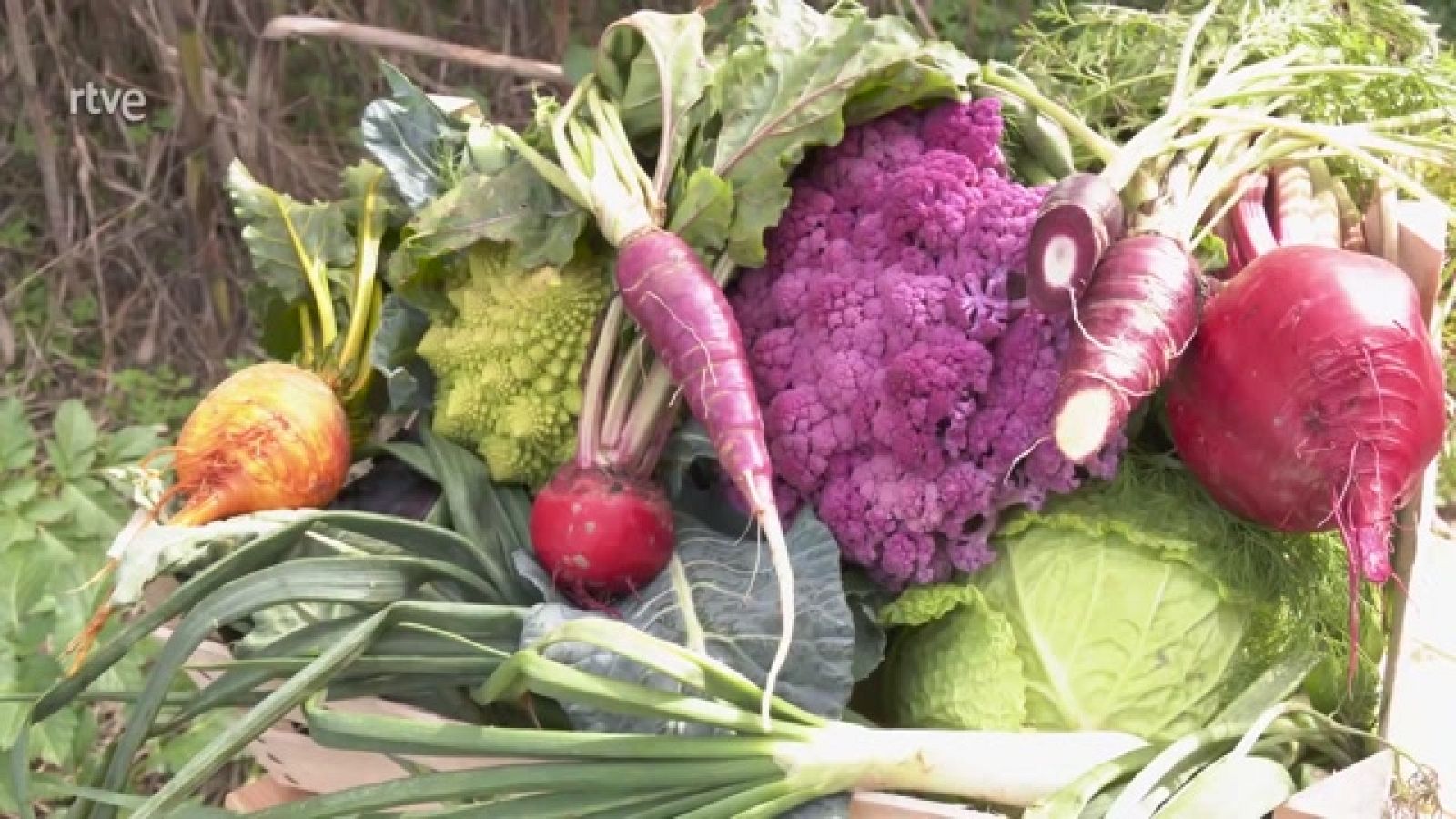 Aquí la Tierra - La huerta colorida de primavera