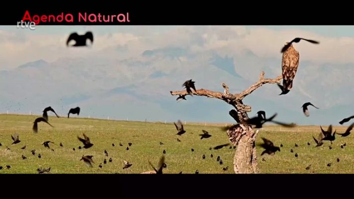 La aventura del Saber - Agenda natural