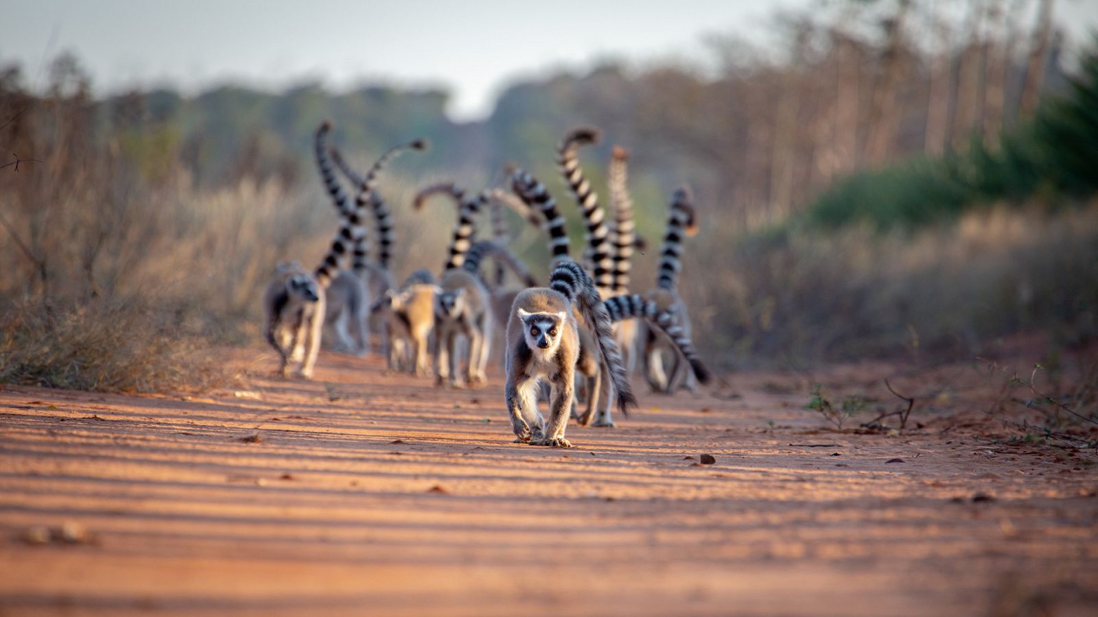 Bandas de la isla de los lemures - Episodio 1: Los frentes - ver ahora