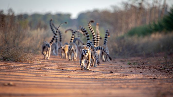 Bandas de la isla de los lemures - Los frentes