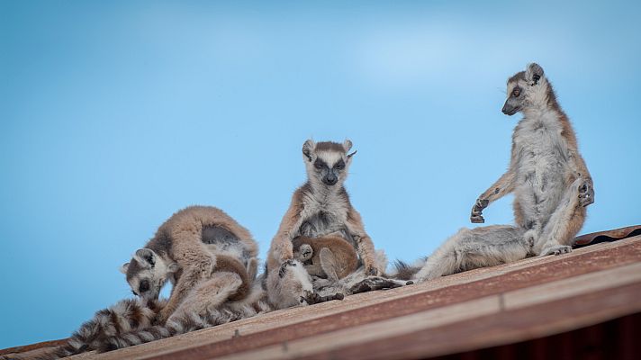 Bandas de la isla de los lemures - Bajo presión