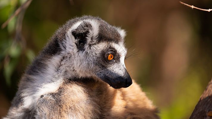 Bandas de la isla de los lemures - Riesgo y recompensa