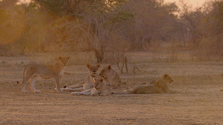 Los cazadores de África - Compañeros de armas