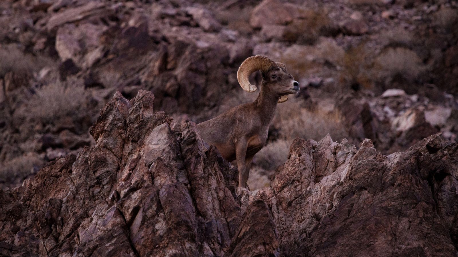 Somos documentales - A cabezazos. La extraña historia de las ovejas - ver ahora