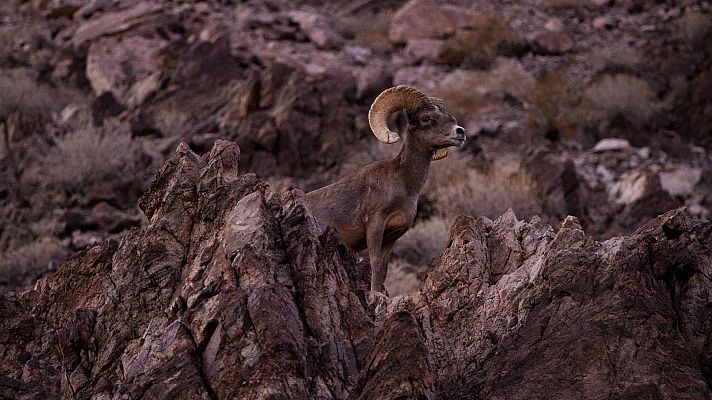 Somos Documentales - A cabezazos. La extraña historia de las ovejas
