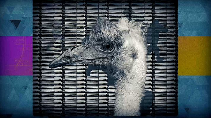 El condensador de fluzo - La Gran Guerra Emú