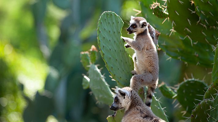 Bandas de la isla de los lemures - La dinastía de Berenty