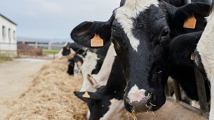Hablando claro - La crisis de la leche: España pierde vacas lecheras por los altos costes y el descenso de beneficios