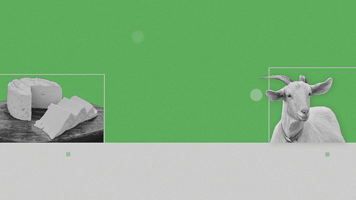 Noticias Andalucía - Crisis caprino de leche en Andalucía