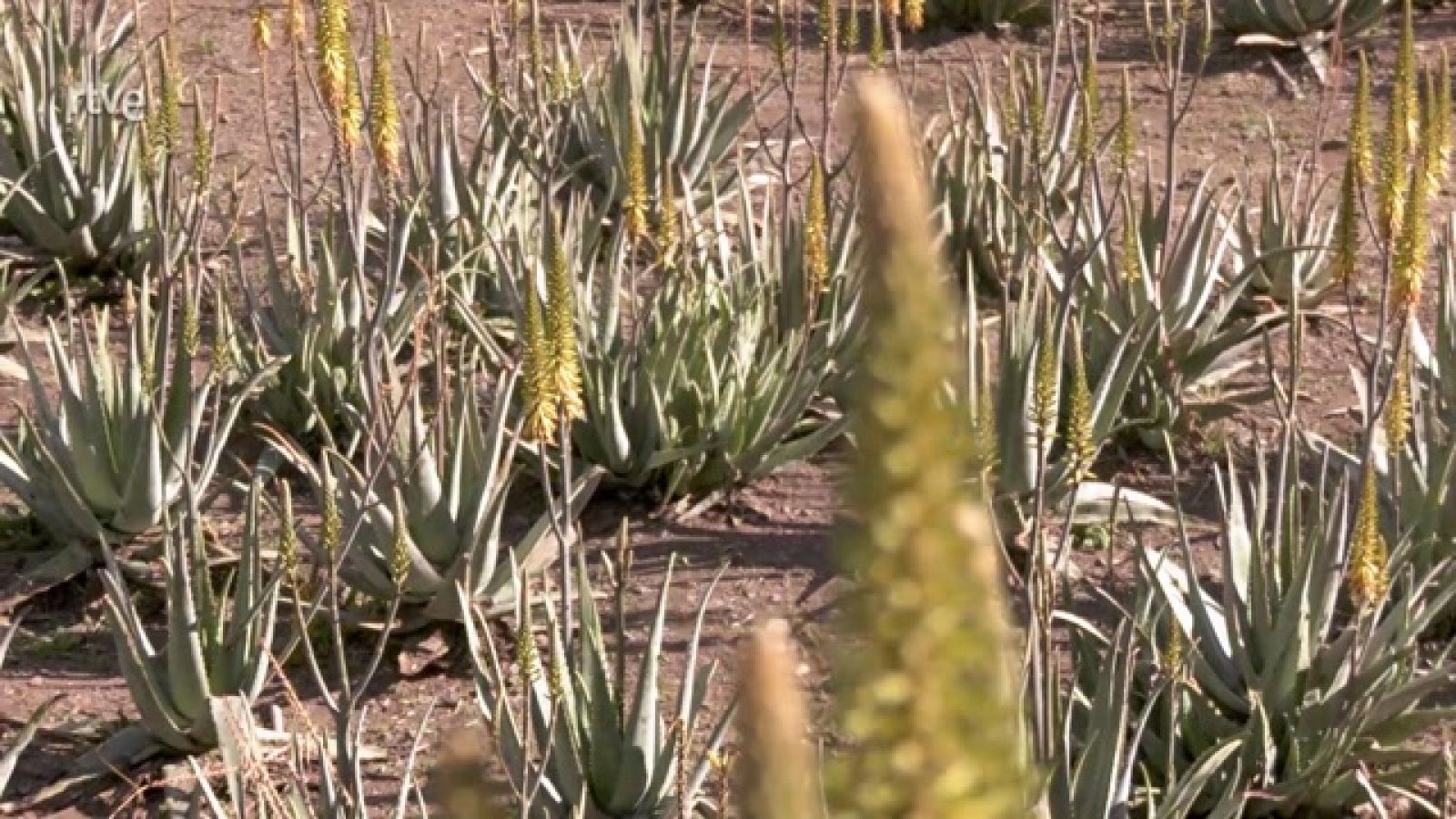 Aquí la Tierra - Aloe vera: beneficios para la salud y ventajas en la cocina