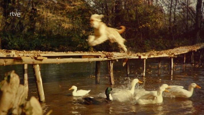 La aventura del Saber - Lartigue. El cazador de instantes felices