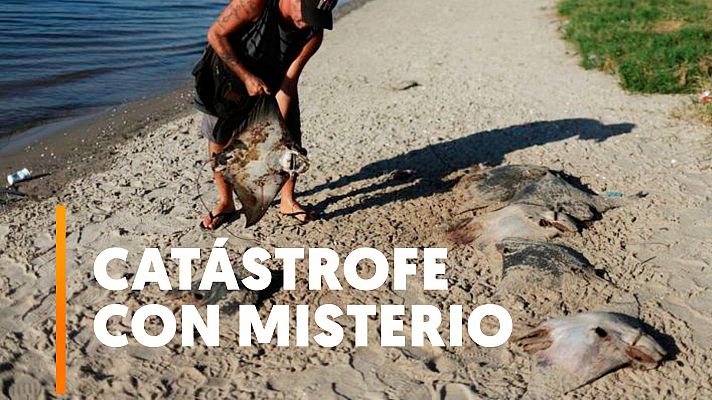 Modo Digital - Decenas de rayas muertas aparecen en una playa de Río de Janeiro