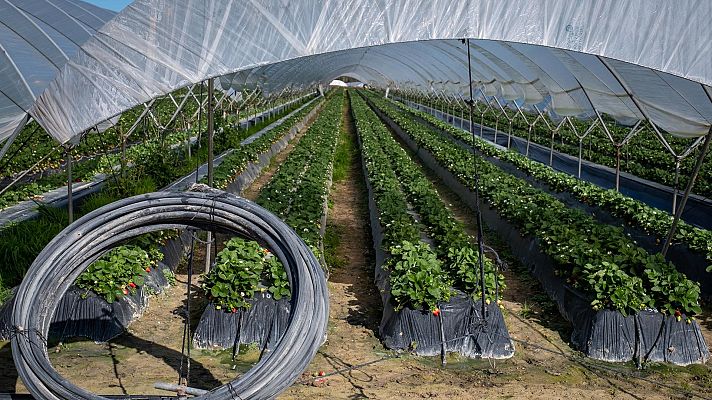 Hablando claro - La asociación de agricultores Puerta de Doñana considera una "auténtica temeridad" el plan de la Junta de Andalucía para el humedal